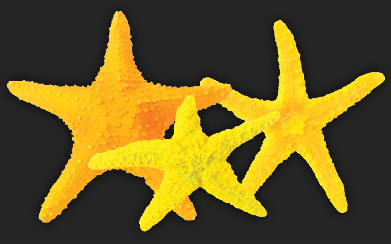 Starfish Ornaments