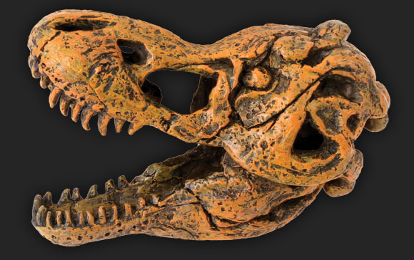 Tyrannosaurus Rex Skull